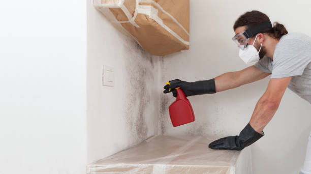 Professional Basement Mold Remediation technician working in Hyde Park, MA